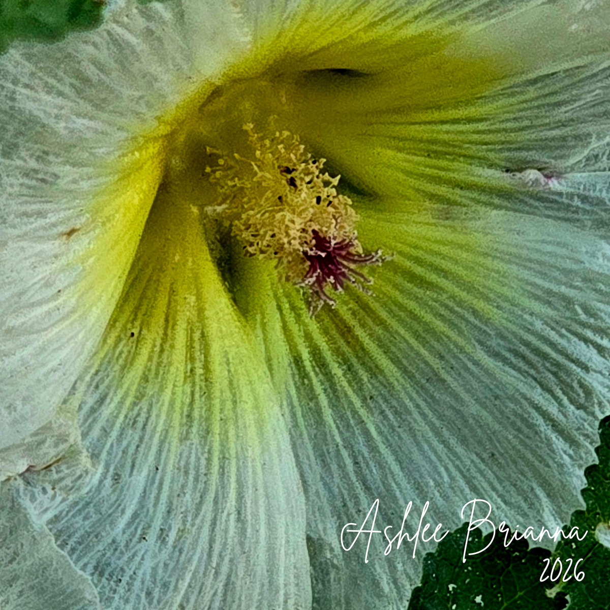 Hollyhock