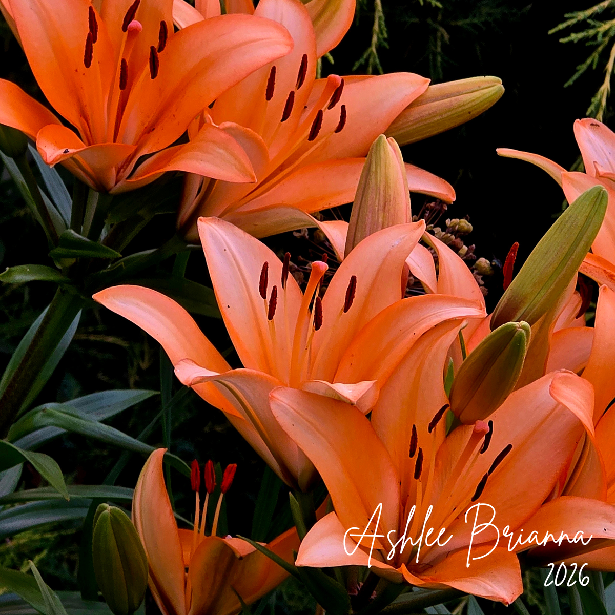 Lily Bed