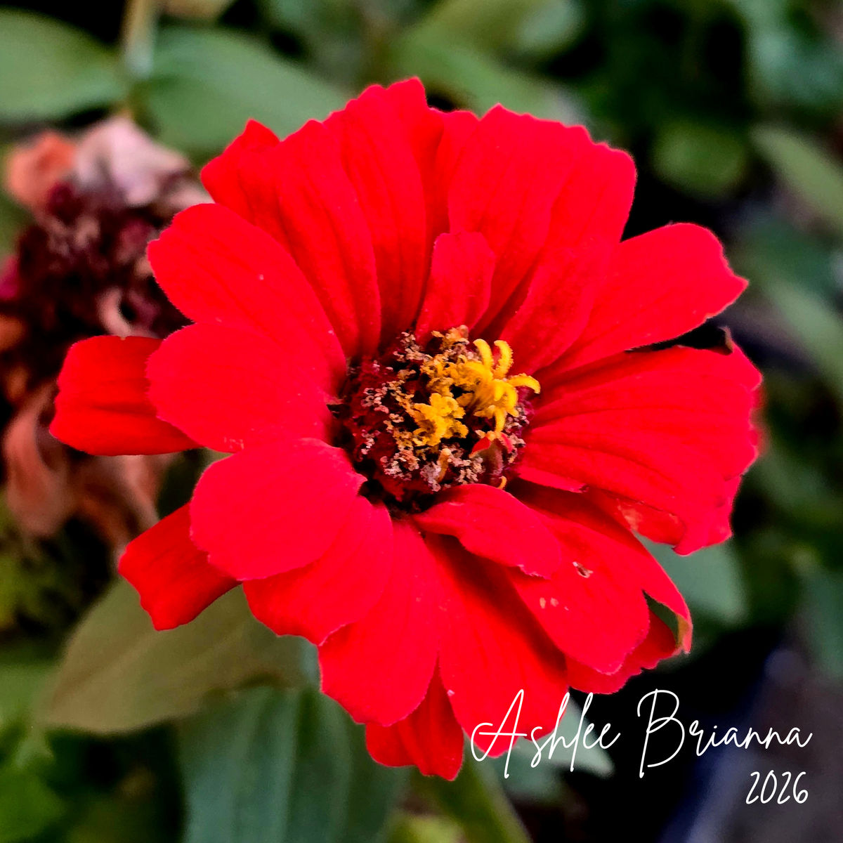 Zinna
