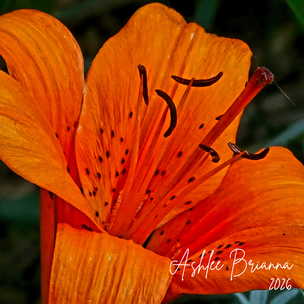 Orange Lily