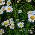 Daisy