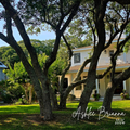Live Oak Tree