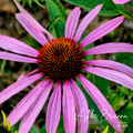 Purple Coneflower