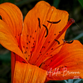 Orange Lily