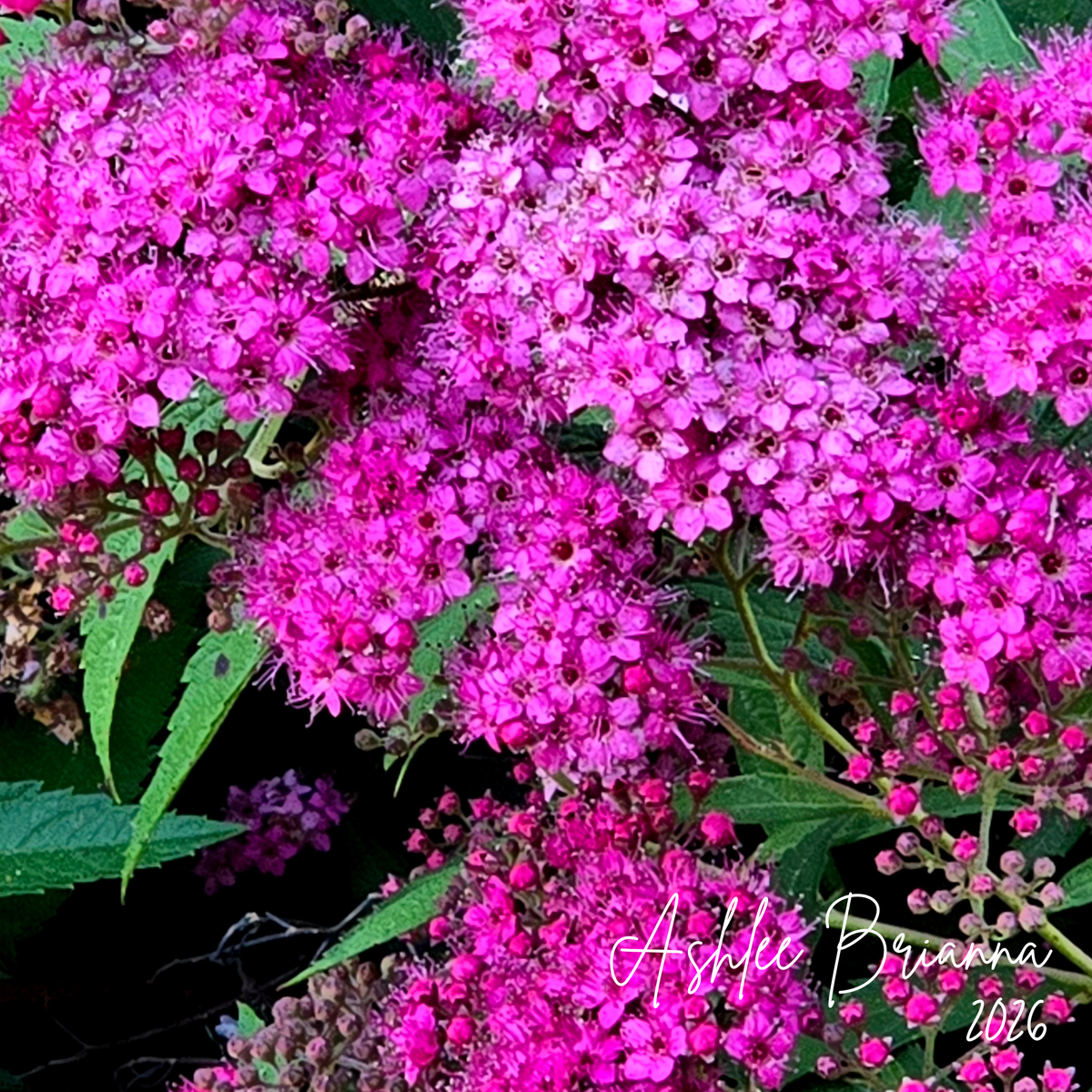 Spirea