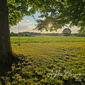 Tree Swing
